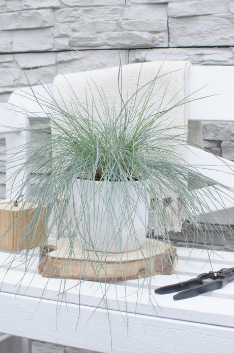 Livraison plante Festuca glauca 'Azura Blue'