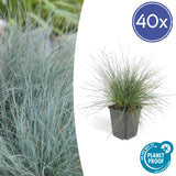 Livraison plante Festuca glauca Elijah Bleu