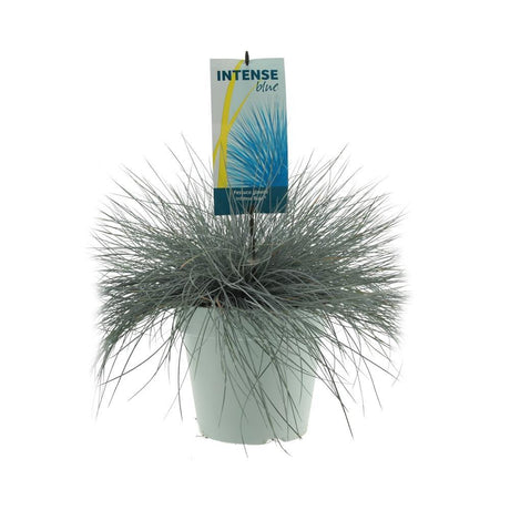 Livraison plante Festuca Glauca Intense Blue