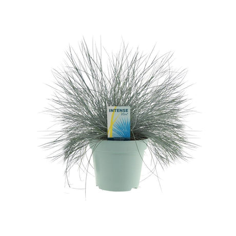 Livraison plante Festuca Glauca Intense Blue