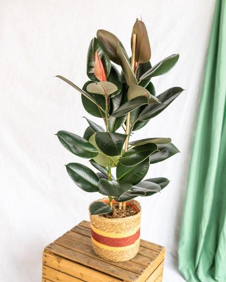 Livraison plante Ficus Abidjan XL