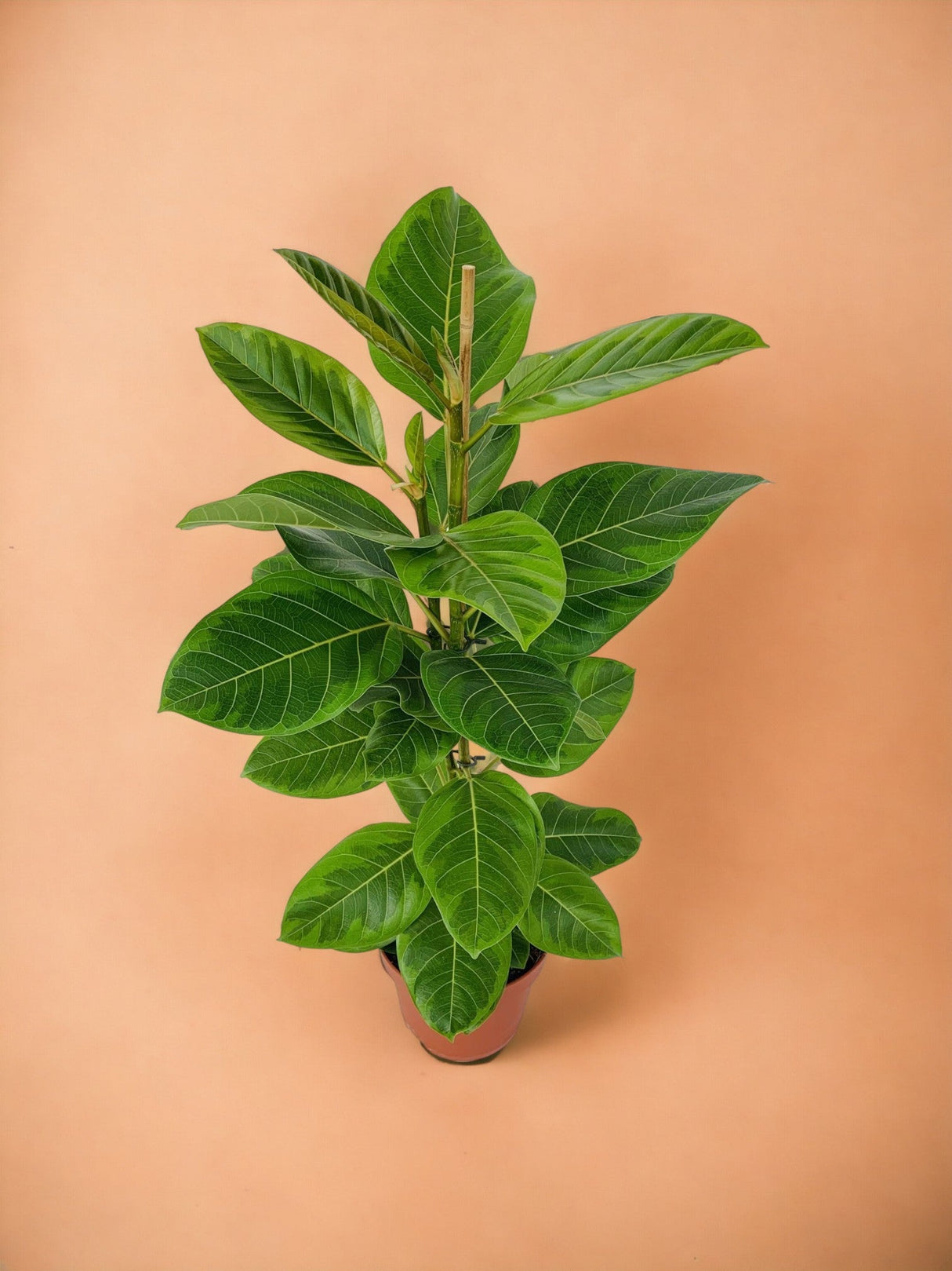 Livraison plante Ficus Altissima
