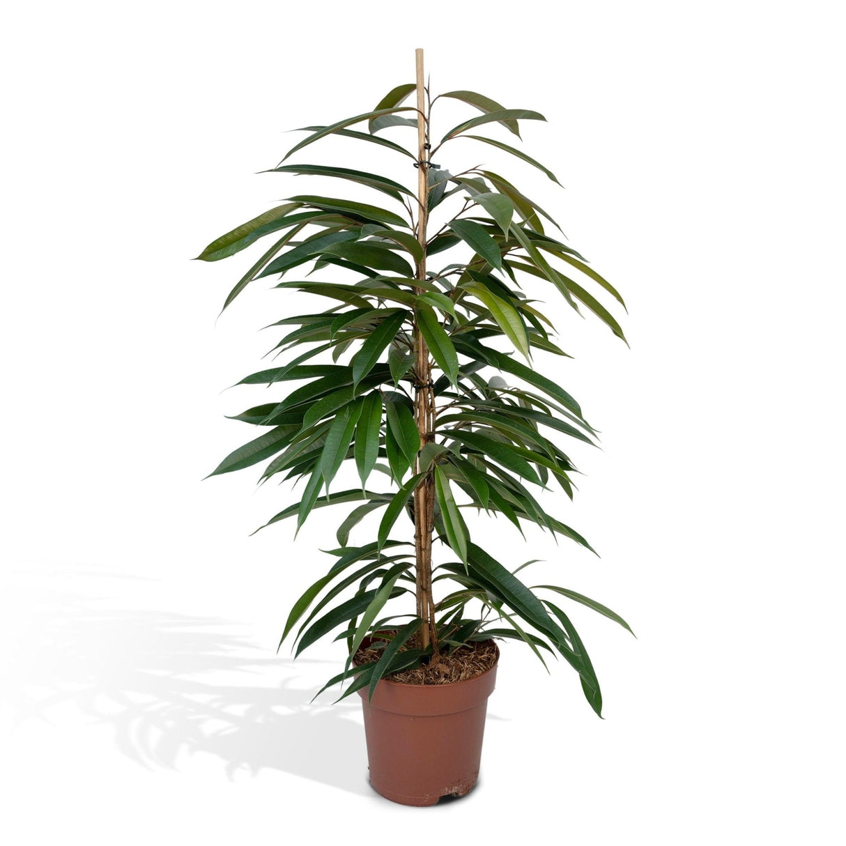 Livraison plante Ficus Amstel King h95cm