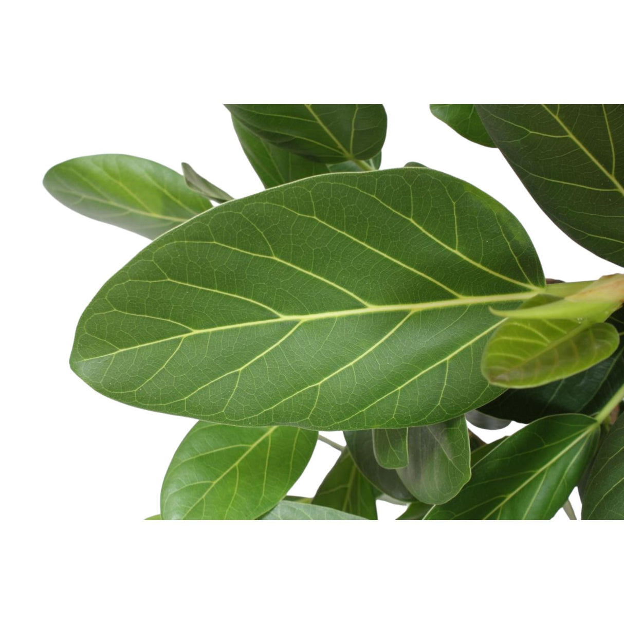 Livraison plante Ficus Benghalensis