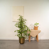 Livraison plante Ficus benjamina Golden King h95cm