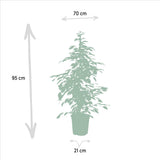Livraison plante Ficus benjamina Golden King h95cm