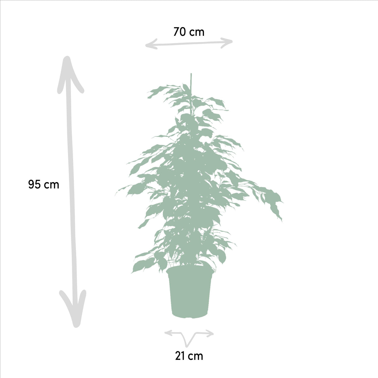 Livraison plante Ficus benjamina h95cm