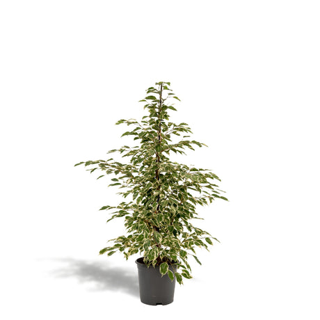 Livraison plante Ficus benjamina Twilight h95cm