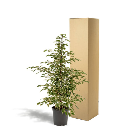 Livraison plante Ficus benjamina Twilight h95cm