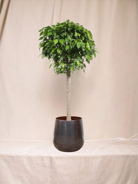 Livraison plante Ficus boule Columnar