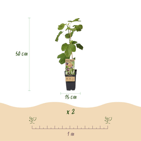 Livraison plante Ficus carica Little Miss Figgy – Lot de 2 – Pot 15 cm