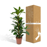 Livraison plante Ficus Cyathistipula h30cm