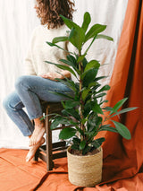 Livraison plante Ficus Cyathistipula h30cm