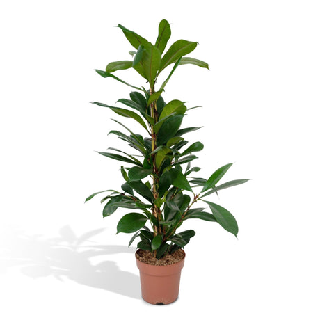 Livraison plante Ficus Cyathistipula h30cm