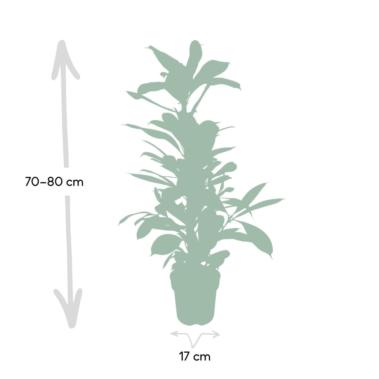 Livraison plante Ficus Cyathistipula h30cm