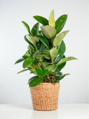 Livraison plante Ficus Elastica Robusta et son pot