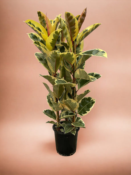 Livraison plante Ficus Elastica Tineke - 160 cm - Ø28cm
