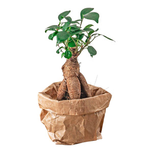 Ficus-Ginseng-Bonsai