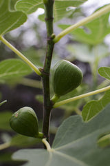 Livraison plante Ficus Gustissimo Perretta