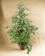 Livraison plante Ficus - Le King