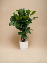 Livraison plante Ficus Lyrata