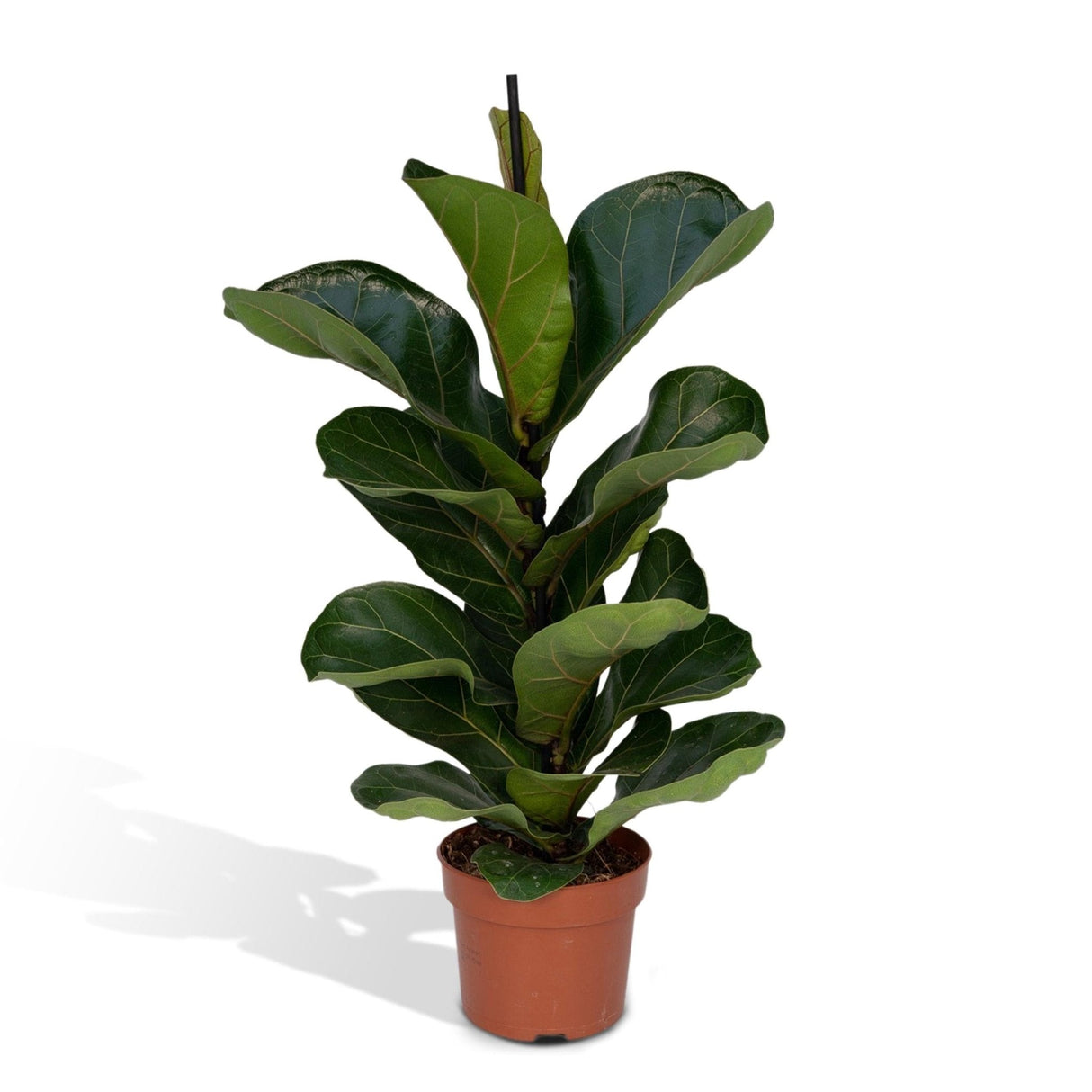 Livraison plante Ficus Lyrata