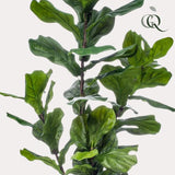 Livraison plante Ficus Lyrata artificiel