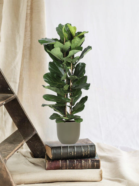 Livraison plante Ficus Lyrata et son pot