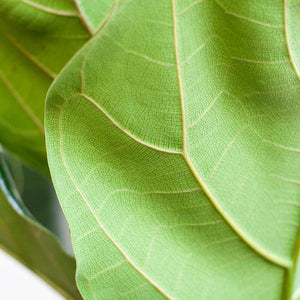 Livraison plante Ficus Lyrata et son pot