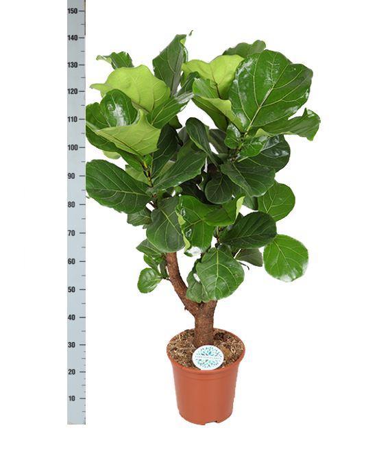 Livraison plante Ficus Lyrata et son pot