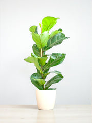 Ficus Lyrata et son pot — pot Ø 21 cm, hauteur 80 cm