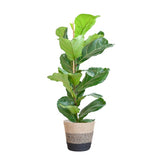 Livraison plante Ficus Lyrata et son pot