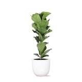 Livraison plante Ficus Lyrata et son pot