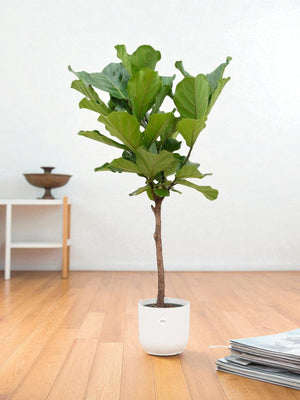 Livraison plante Ficus Lyrata et son pot