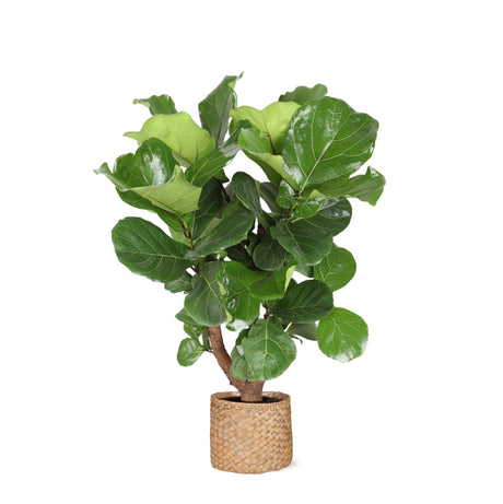 Livraison plante Ficus Lyrata et son pot