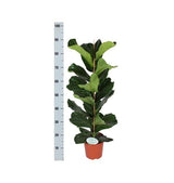 Livraison plante Ficus Lyrata et son pot