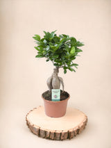 Livraison plante Ficus Microcarpa Ginseng