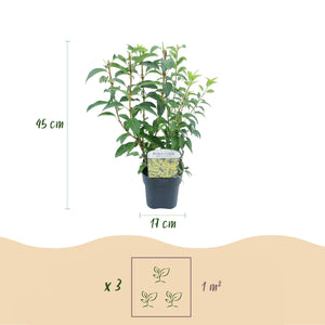 Livraison plante Forsythia intermedia Goldrausch – Pot 17 cm – Hauteur 45 cm