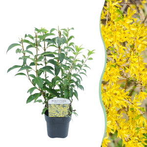 Livraison plante Forsythia intermedia Goldrausch – Pot 17 cm – Hauteur 45 cm