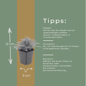 Livraison plante Fougère dryopteris