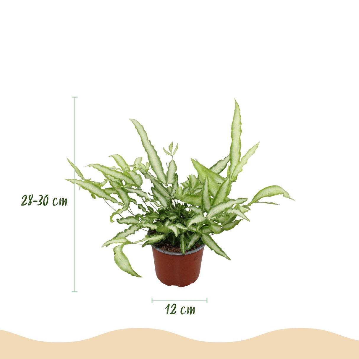 Livraison plante Fougère Pteris