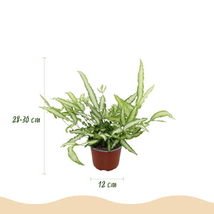 Livraison plante Fougère Pteris