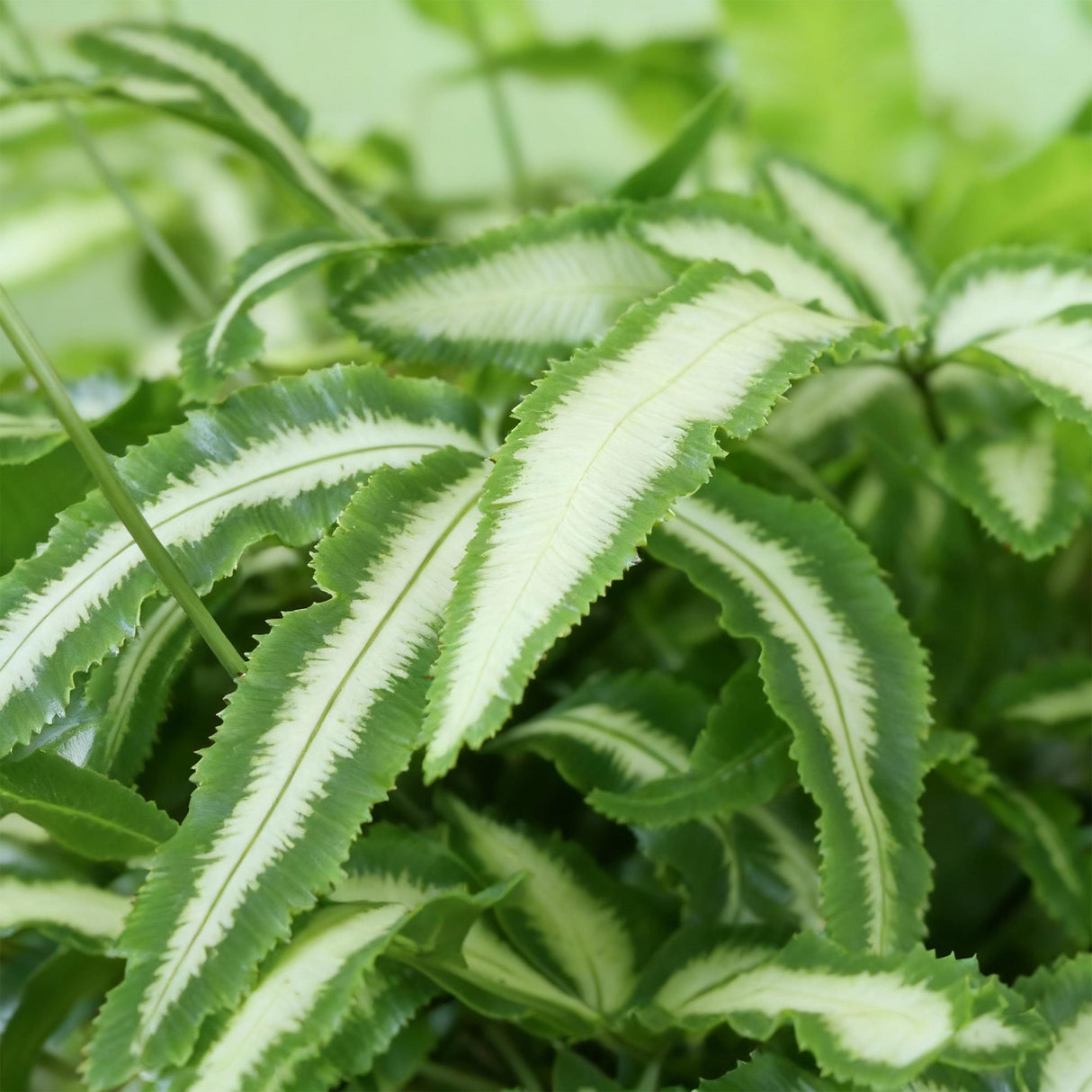 Livraison plante Fougère Pteris