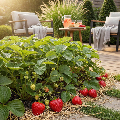 Livraison plante Fraise Fragaria Elvira – Lot de 6 – Pot 9 cm