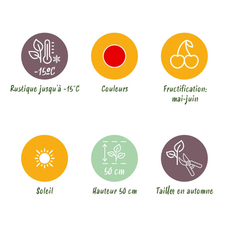 Livraison plante Fraise Fragaria Elvira – Lot de 6 – Pot 9 cm