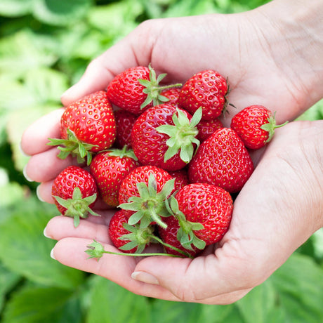 Livraison plante Fraise Fragaria Elvira – Lot de 6 – Pot 9 cm