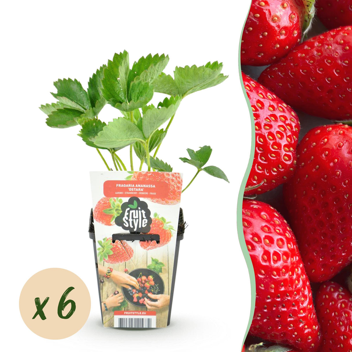 Livraison plante Fraisier Elsanta x3