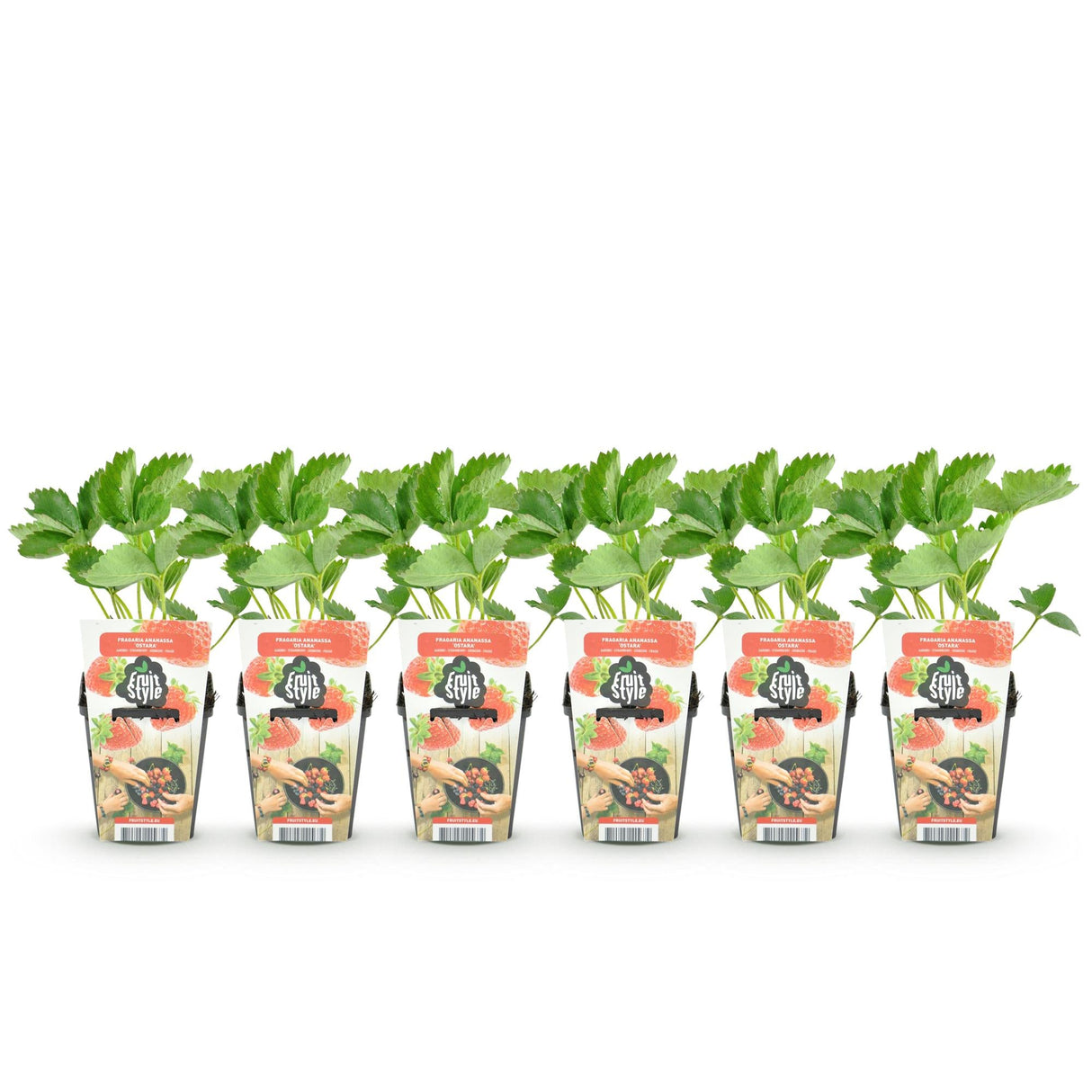 Livraison plante Fraisier Fragaria Elsanta – Lot de 6 – Pot 9 cm