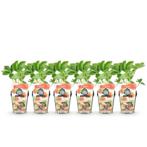 Livraison plante Fraisier Fragaria Elsanta – Lot de 6 – Pot 9 cm