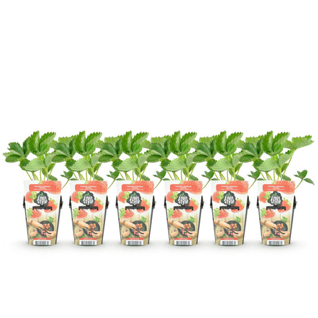 Livraison plante Fraisier Fragaria Elsanta – Lot de 6 – Pot 9 cm